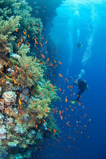 Big Brother Island, Red Sea Coral Reef Photography, Sea Life Creatures, Underwater Wallpaper, 7 Seas, Underwater Painting, Sea Underwater, Underwater Sea, Painting Ocean, Underwater Creatures