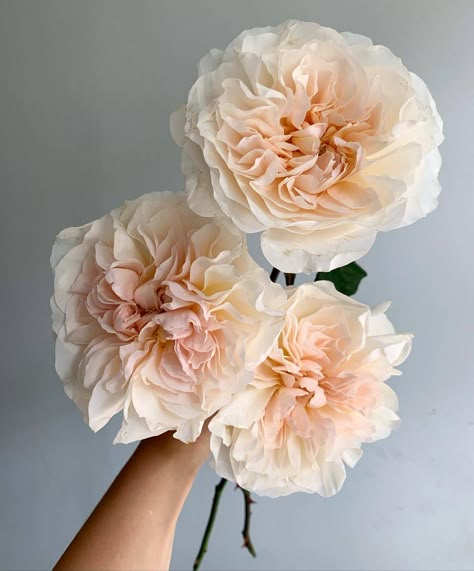 Possibly the most beautiful blush garden roses ever. Fairytale Ballgown, Garden Roses Wedding, Cream Garden, Peach Garden, Highlands Wedding, Rose Varieties, Boquette Flowers, Florist Shop, Garden Rose