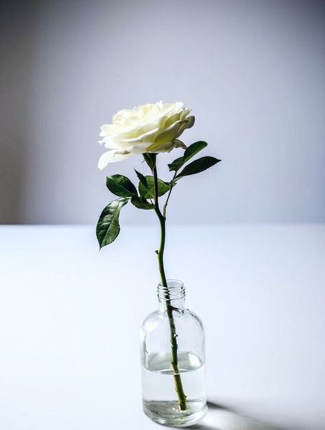 She was a garden of a single rose blossoming in infinite ways🌹 Garden Rose, Single Rose, Simple Flowers, Rose Garden, Ikebana, Organic Gardening, My Flower, White Rose, White Roses