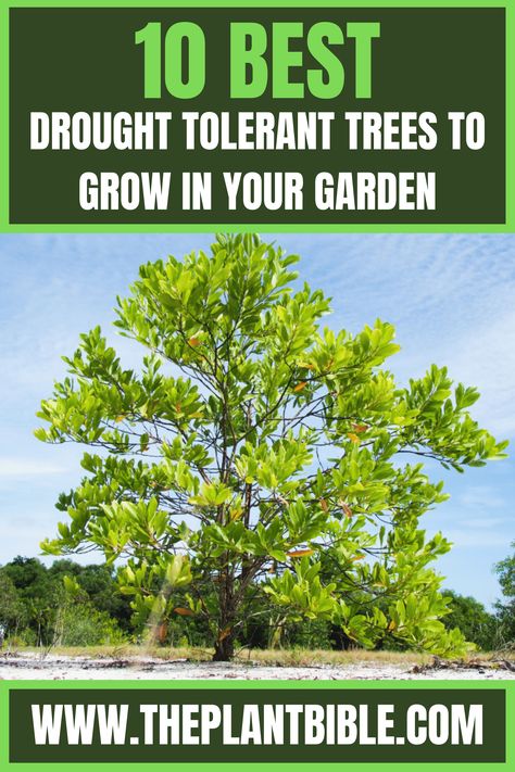 Drought Tolerant Trees Drought Tolerant Trees, Drought Tolerant Garden, Planting Tips, Planting Tools, Zone 9, Evergreen Trees, Small Trees, Drought Tolerant, Don't Let