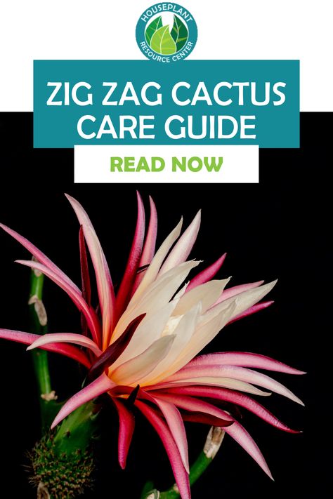 The funky Zig Zag cactus gets its name from its Zig Zagging, flattened stems that grow in an eye-catching pattern. But caring for this plant can be tricky if you’re not sure where to start. Luckily, we have an easy-to-follow Zig Zag cactus care guide to help you keep your cactus thriving and healthy. First, let’s learn a little more about the Zig Zag cactus! Fishbone Cactus Flower, Zig Zag Plant, Zigzag Cactus, Zig Zag Cactus, Fishbone Cactus, Orchid Cactus, Cactus Care, Fig Trees, Rooting Hormone