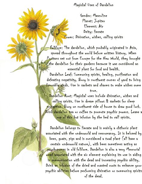 Magickal Uses of Dandelion Dandelion Uses Witchcraft, Dandelion Leaf Magical Properties, Dandelion Magical Properties, Dandelion Correspondences, Dandelion Properties, Dandelion Symbolism, Dandelion Magic, Astro Herbalism, Abundance Jar