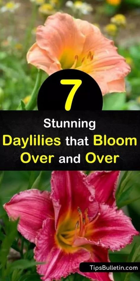 Discover how to enjoy daylily flowers from spring through fall by filling your garden with reblooming flowers. Grow daylilies with a long bloom time such as Pardon Me, Happy Returns, Apricot Sparkles, and Stella de Oro. #rebloomingdaylilies #longbloomdaylilies #daylily #rebloom Aesthetic Flower Tattoo, Nails Acrylic Flowers, Day Lilies Care, Bulbs In Pots, Lilly Garden, Tattoo Design Flower, Flower Nails Acrylic, Nail Designs Flower, Reblooming Daylilies