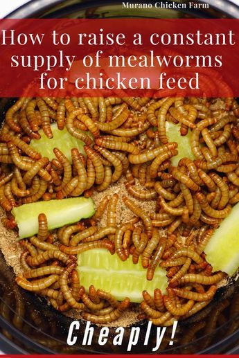 Aesthetic Chicken Coop, Meal Worms For Chickens, Raising Mealworms, Chicken Feed Recipe, Chicken Feed Diy, Farm Life Aesthetic, Meal Worms Raising, Mealworm Farm, Aesthetic Chicken