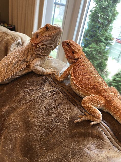 20 Cute Facts About Bearded Dragons Bearded Dragon Cute Funny, Full Grown Bearded Dragon, Bearded Dragon Photography, Bearded Dragon Aesthetic, Bearded Dragon Pictures, Bearded Lizard, Dragon Activities, Beard Dragon, Apartment Pets