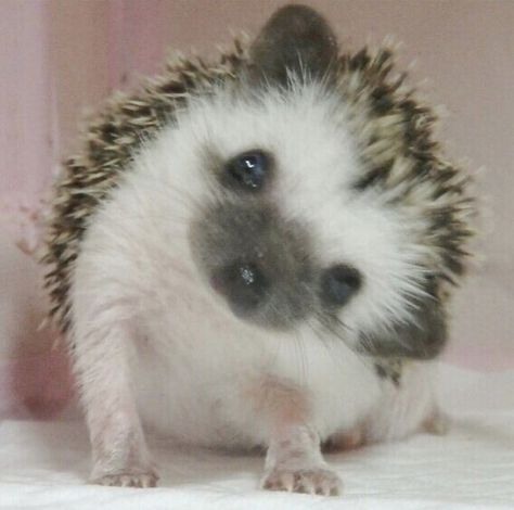 Cute Hedgehog, Cute Animals Images, Pretty Animals, Sugar Glider, Silly Animals, Cute Wild Animals, Cute Animal Photos, Get Real, Cute Creatures