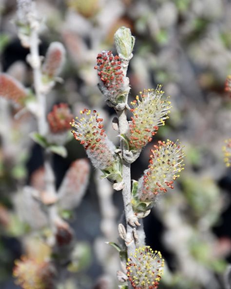 High Desert Hardy White Branches, Full Size Photo, Organic Soil, High Desert, Woodland Garden, Late Winter, Landscaping Plants, Types Of Soil, Garden Center