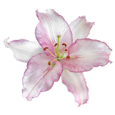 This is a UNIQUE new Oriental variety called Cameleon. True to its name, this lily will color change before your eyes. With large white to pink flowers that contain a gorgeous scent. Cameleon is slightly ruffled on the edges and will grow to 1.2m high. How to plant Oriental Lilies Oriental Lily Bulbs should be planted as soon as possible. Ideally in the Spring but can be planted up until the Autumn. Find a location with full sun or partial shade with well-drained soil. Oriental Lilies tend to gr Lily Bulbs, Turks And Caicos, Caicos Islands, Turks And Caicos Islands, Garden Seeds, Large White, Trinidad And Tobago, Caribbean Netherlands, Your Eyes