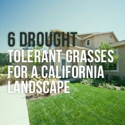 Landscaping Texas, Drought Resistant Grass, Drought Tolerant Landscape Front Yard, Landscape Front Yard, Drought Tolerant Grass, California Landscaping, Drought Tolerant Trees, Drought Resistant Landscaping, Curb Appeal Landscape