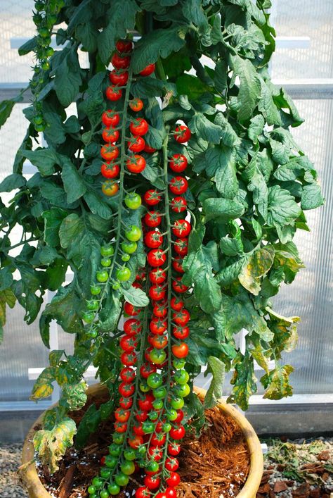 'Rapunzel' tomato Tanaman Tomat, Tomato Gardening, نباتات منزلية, Garden Veggies, Veg Garden, Have Inspiration, Veggie Garden, Growing Food, Edible Garden