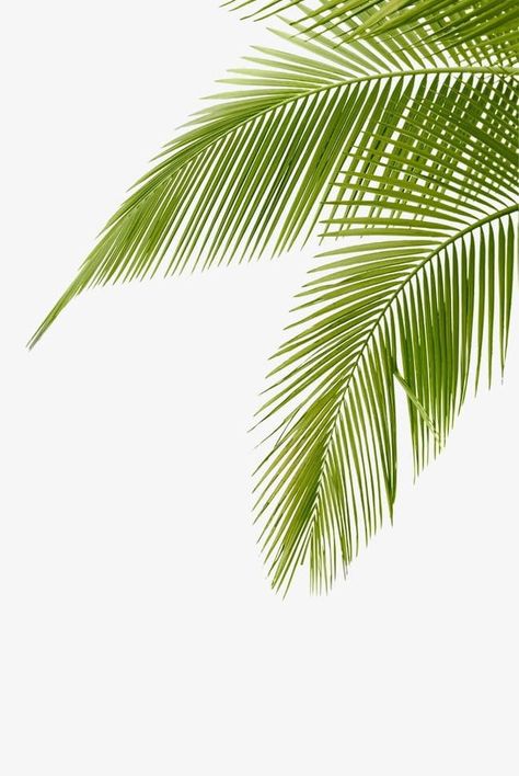 Coconut Tree Leaves, Coconut Tree Png, Coconut Tree Drawing, Leaves Wallpaper Iphone, Green Png, Leaves Clipart, Coconut Leaves, Palm Branch, Leaves Png