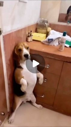 Funny Dog Cat Videos, Dog And Cat Videos Funny, Funny Animal Videos Dogs, Animal Videos Cutest, Funny Videos Dogs, Dog Videos Cutest, Funny Good Night Pictures, Dog Lovers Quotes, Dogs Funny Videos