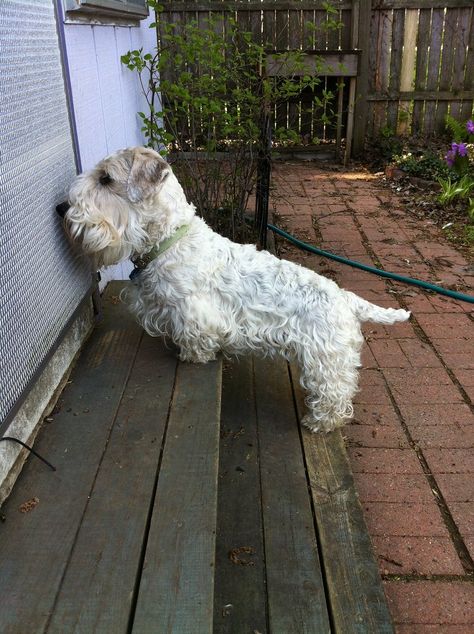 All sizes | Hello, can I interest you in Sealyham Terriers? | Flickr - Photo Sharing! Unusual Dog Breeds, Glen Of Imaal, Glen Of Imaal Terrier, Sealyham Terrier, Animal Magnetism, Fluffy Puppies, Terrier Breeds, Westie Dogs, English Mastiff