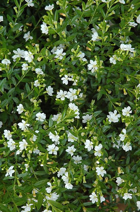 20"x28" Cupid White False Heather (Cuphea hyssopifolia 'Cupid White') at Pender Pines Garden Center Cuphea Plant, Cuphea Hyssopifolia, Mexican Heather, Moonlight Garden, Minimal House, Starter Plants, Flowering Shrubs, Diy Planters, Heather White