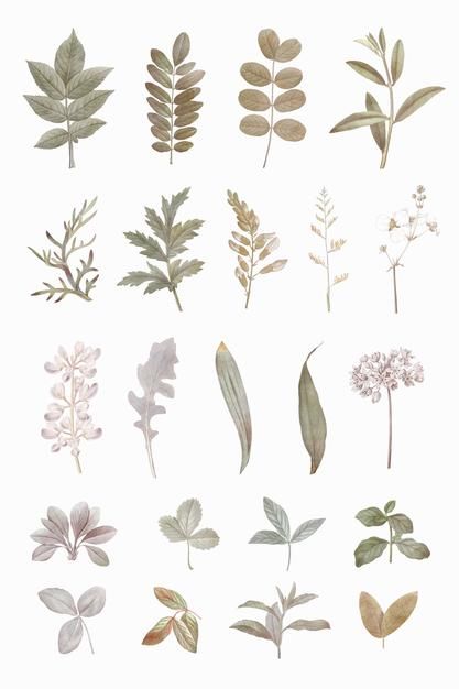 Foliage design elements set | Free Vector #Freepik #freevector #pattern #floral #summer #leaf Foliage Design, طابع بريدي, Scrapbook Stickers Printable, Dry Leaf, Bullet Journal Stickers, Bullet Journal Doodles, Journal Doodles, Set Free, Travel Scrapbook