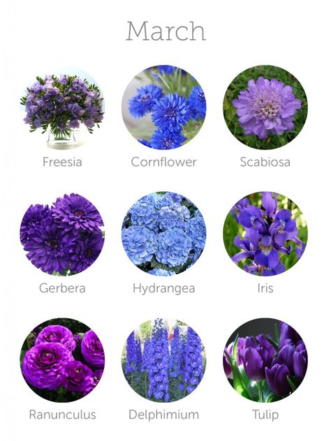 wedding flowers in season - march                                                                                                                                                                                 More March Wedding Flowers, Flowers In Season, Struktur Teks, Flower Chart, March Wedding, Flower Guide, Flower Meanings, Wedding Budget, Flower Names