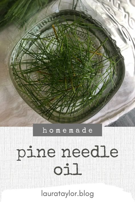 You need three things, and a little bit of know-how to make pine needle oil at home. This recipe is very easy! You can use pine needle oil to make a salve, a roller bottle, or different body care DIYs. So fresh and foresty 🌲 Pine Cleaner, Pine Needle Oil, Pine Needle Essential Oil, Medicinal Wild Plants, Tinctures Recipes, Pine Needle Crafts, Homemade Essential Oils, Pine Essential Oil, Pine Oil