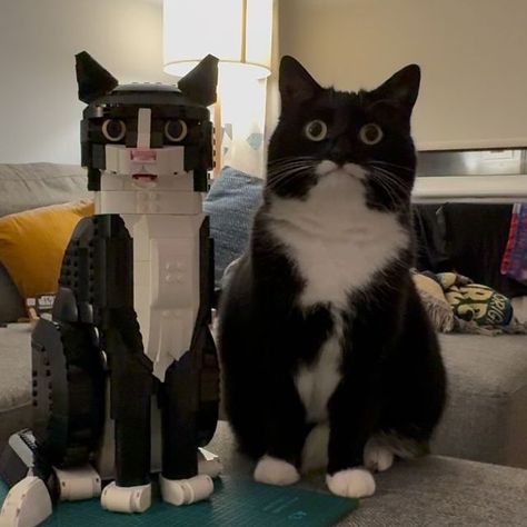 Jyn the Cat on Instagram: "We did NOT realise quite how similar it was going to be 😂

We’re thinking of getting a few black pieces to replace the nose and tip of the tail so it will be TRULY identical! In the meantime, tag @lego so they can see the Tuxedo Cat set come to life! 😁 

#mycatjyn #tuxedocat #catsofinstagram #catstagram #catlover #catlovers #catlife #cats_of_world #cats #instacat #cats_of_instagram #catloversclub #batcat #lego" How Cats See The World, Lego Tuxedo Cat, Cat Lego, Rare Cats, Tuxedo Cats, Tuxedo Cat, The Nose, In The Meantime, Funny Cute Cats