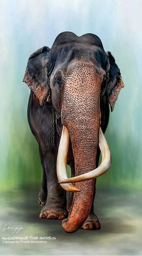 I Love Elephants | Adorable 🖤 | Facebook Wild Elephant Drawing, Wild Elephant Photography, Kerala Elephant Photography, Indian Elephant Photography, Indian Elephant Drawing, Elephant Painting Canvas, Buddha Painting Canvas, Animal Photography Wildlife, Elephant Photography