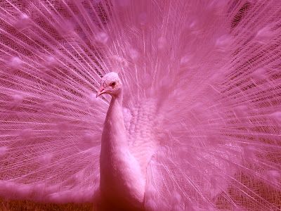 Pink Peacock Peacock Images, Peacock Photos, White Peacock, Pink Peacock, I Believe In Pink, Rare Animals, Tickled Pink, Exotic Birds, Pretty Birds