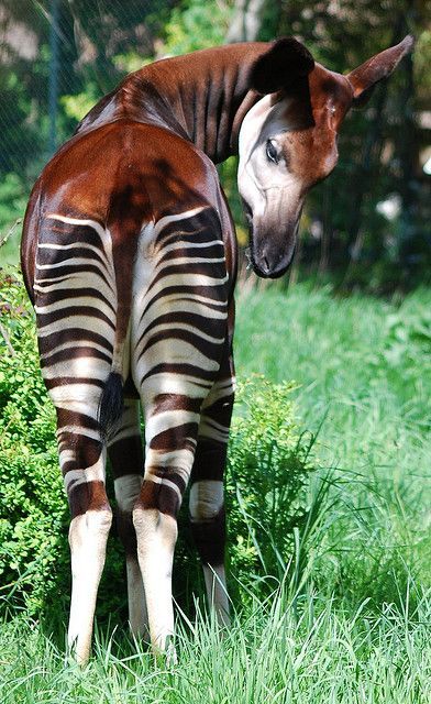 Okapi - resembles a zebra, but its closest relative is a giraffe. Okapis are native to the Congo.  photo by Steve J A Giraffe, Unusual Animals, Rare Animals, Airbrush Art, Awesome Animals, African Animals, Wild Things, Giraffes, Animal Planet