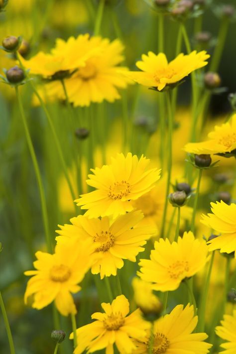 coreopsis Flowers That Attract Butterflies, Summer Flowers Garden, Garden Beautiful, Native Flowers, Peonies Garden, Blooming Plants, Flower Gardens, Flowers Perennials, Flower Gardening