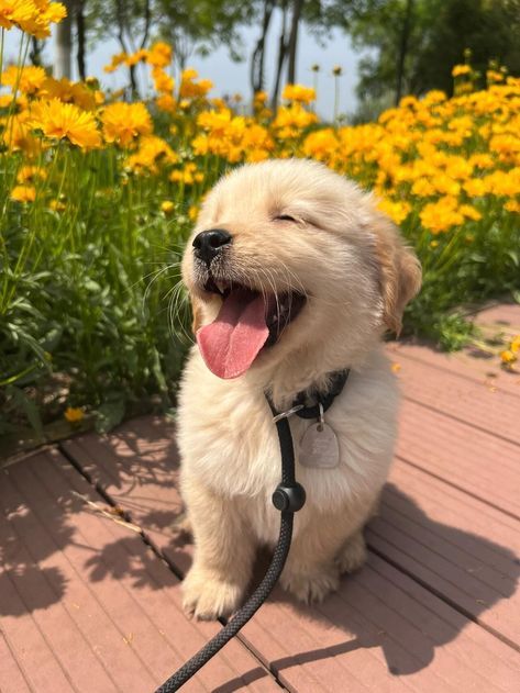 Perros Golden Retriever, Golden Retriever Baby, International Dog Day, Cute Dogs Images, Puppy Wallpaper, Cute Animals Puppies, Very Cute Dogs, Cute Dog Pictures