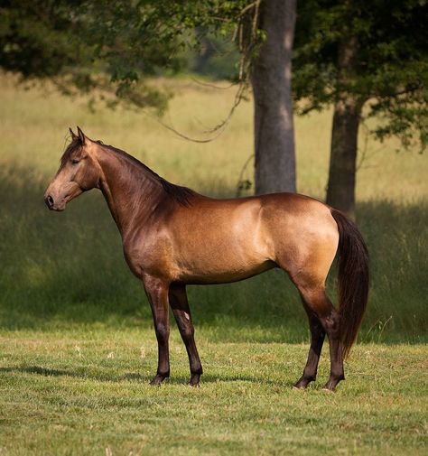 Horse Boarding Facility, Emotional Therapy, Buckskin Horses, Working Equitation, Horse Standing, Lusitano Horse, Horse Markings, Horse Therapy, Horse Reference