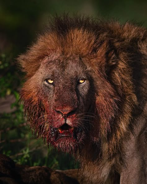 León, Leones, Lion, Big cat, Animal, Naturaleza,Lions Hyena Wallpaper, Lion Eating, Scary Lion, Tiger Blood, Most Dangerous Animals, Angry Animals, Wild Animal Wallpaper, Lion Photography, Lions Photos