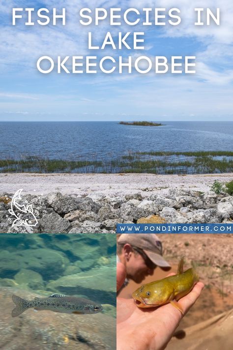 Guide to fish species in Lake Okeechobee, Florida, with information on native and invasive species that can be found in the lake! Lake Okeechobee Florida, Okeechobee Florida, Road Trip America, Fish List, River Fish, Channel Catfish, Different Fish, Smallmouth Bass, Fish Species