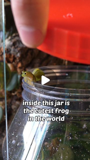 Ben Newell on Instagram: "Cloud 1, 2 & 3 got a viv upgrade!

Just to be clear, I place them in the jar to make transporting them into their new home easier. While they slept I placed the leaves they were sleeping on into the jar, then I opened the jar in their new home. 

It's best to not touch these frogs if you can help it.

Thank you to Brynn (@lofi_frogger) for all of your help.

#glassfrog #frog #froggy #vivarium" Diy Frog Enclosure, Diy Frog Terrarium, Bioactive Vivarium Frog, Pet Frog Habitat Terrariums, Dart Frog Terrarium, Frog Vivarium, Dumpy Tree Frog, Vivarium Ideas, Bioactive Vivarium