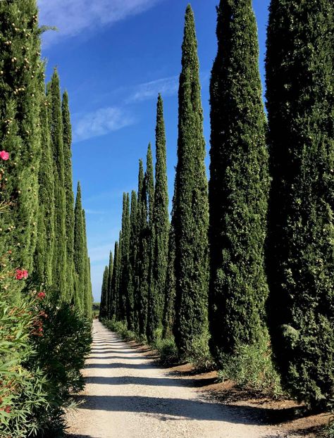 Cyprus Trees Landscaping, Italian Cypress Landscaping, Slender Cypress Trees, Mediterranean Trees, Monterey Cypress Trees, Leland Cypress Trees, Cyprus Tree, Cypress Plant, Laurel Shrub