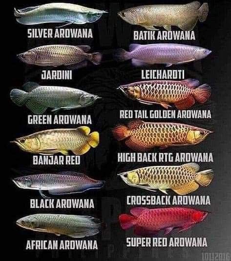 Arwana Fish, Fish Chart, Oscar Fish, Ikan Air Tawar, Tropical Fish Aquarium, Tropical Freshwater Fish, Dragon Fish, Betta Fish Tank, Freshwater Aquarium Fish