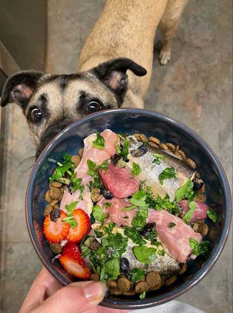 Dog Foods, Healthy Dog Aesthetic, Raw Food For Dogs, Dog Meal Prep, Healthy Dog Food, Dog Meals, Dog Food Enrichment, Dog Food Toppers, Luxury Dog Food