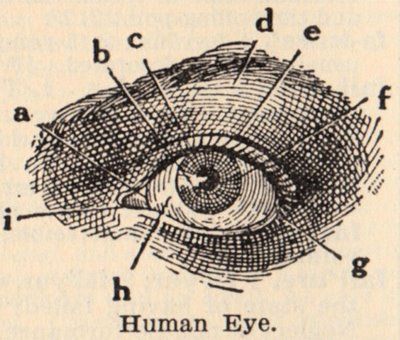 classic human eye anatomy drawing