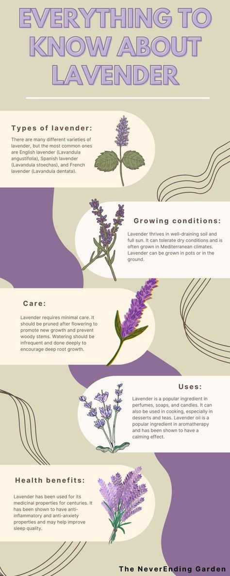 Lavender Plant In Bathroom, Lavender Plant Benefits, Facts About Lavender, Benefits Of Lavender Plants, Health Benefits Of Lavender, Lavender Plant Care Indoor, Lavender Care Plants Tips, Lavender Growing Tips, Caring For Lavender Plants Outdoor