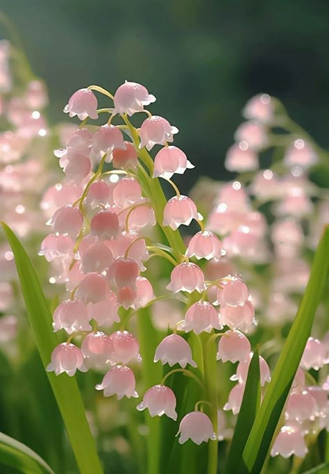 Wet Flowers, Pretty Flowers Pictures, Lily Of The Valley Flowers, Valley Flowers, Artificial Flowers Wedding, Nothing But Flowers, Pretty Landscapes, Flower Therapy, Pretty Plants