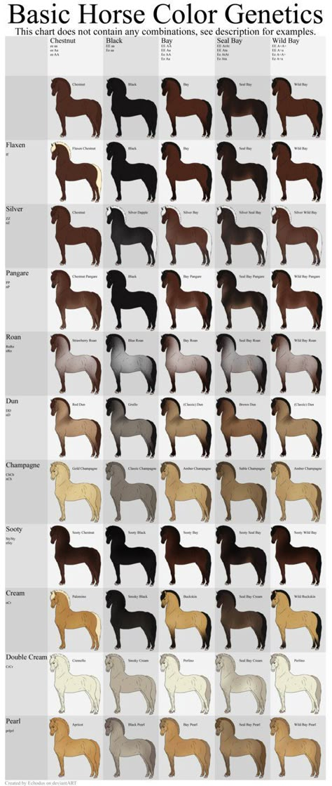 Roan Horse Colors, Horse Coat Patterns, Horse Color Chart, Horse Markings, Horse Coat Colors, Horse Facts, Horse Care Tips, Horse Info, Horse Anatomy