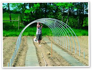 recommended hoohouse crops to start in Aug- Sept Cheap Greenhouse, High Tunnel, Silver Garden, Orchard Design, Greenhouse Farming, Tunnel Greenhouse, Hoop House, Diy Greenhouse Plans, Aquaponics Fish