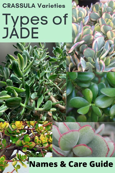 The Jade plant is a very popular houseplant because it is super easy to care for. Perfect for beginners or the forgetful gardener. They thrive in most indoor environments, making their lush green leaves a great addition to any home or office. Jade plants are a species of succulent plants in the genus Crassula (pronounced KRASS-oo-luh or KRASS-uh-luh) and family Crassulaceae (pronounced Krass-yoo-lace-ee). Succulent Identification Chart, Types Of Jade Plant, Crassula Succulent Types, Crassula Plant, Identifying Succulents, Jade Plant Care, Jade Succulent, Succulent Species, Jade Bonsai