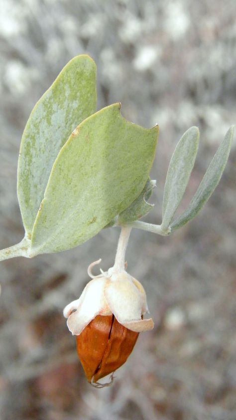 Jojoba ( Female Plant) Jojoba Plant, Hair Social Media, Oil Photography, Moisturize Dry Hair, Skin Photo, Essential Oil Plants, Promote Hair Growth, Beauty Oil, Plant Photography