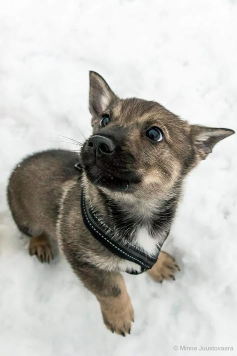 Swedish Vallhund, Dogs Aesthetic, Dogs Clothes, Ideas For Dogs, Dog Video, Pet Videos, Pretty Dogs, Dog Hacks, Dog Obedience