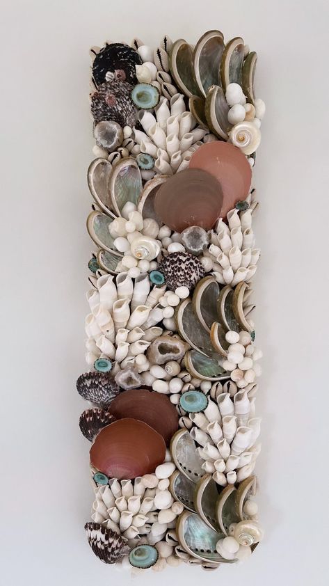 Seashell display