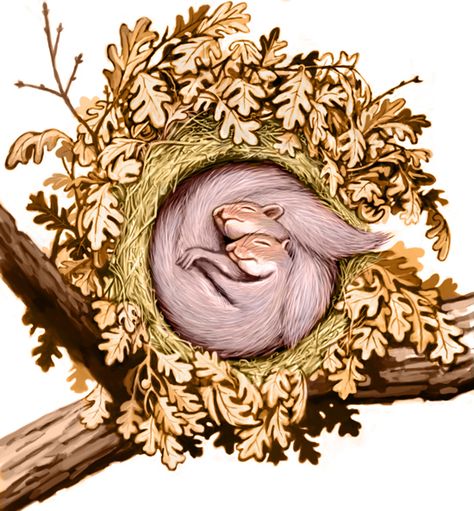 Squirrel nests - a night in the drey Squirrel Clipart, Eastern Gray Squirrel, Squirrel Illustration, Sleeping Drawing, Squirrel Art, Sleeping Animals, Nature Watercolor, Tree Drawing, Woodland Creatures