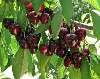 Bonsai Apple Tree, Apple Tree From Seed, Prunus Avium, Momordica Charantia, Salvia Sclarea, Latin Word, Sustainable Forestry, Tree Seeds, How To Attract Birds