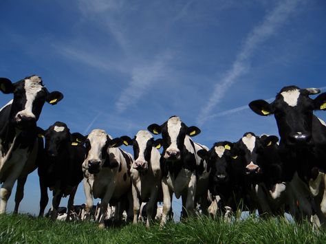 Open farmday at Maurik (Gelderland) Cow Wallpaper Laptop, Cow Holstein, Wallpaper Horizontal, Pet Cows, Desktop Wallpaper Macbook, Cow Wallpaper, Linkedin Background, Cv Format, Wallpaper Macbook