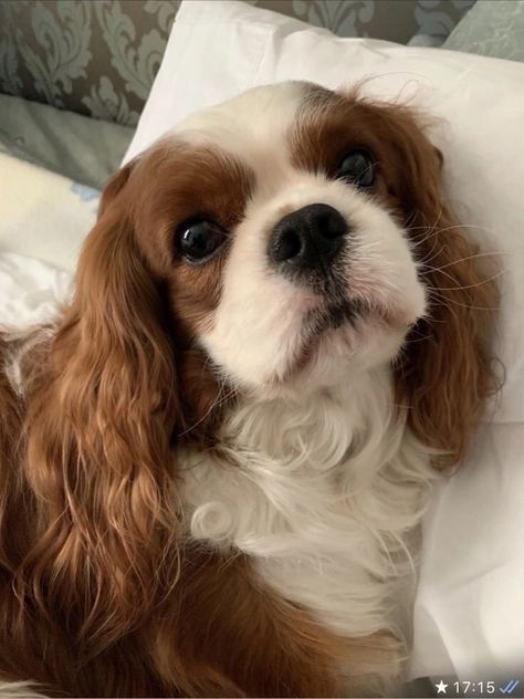 Dog King Charles Cavalier, King Charles Cavalier Spaniel Aesthetic, Cavalier King Charles Spaniels, King Cocker Spaniel, Cavalier Aesthetic, Cavalier King Charles Spaniel Aesthetic, Cocker Spaniel Puppies King Charles, Charlotte York Aesthetic, Funny Dog Videos Hilarious