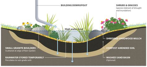 Rain Garden Ideas, Garden Soil Mix, Rain Garden Design, Grass Species, Rain Harvesting, Yard Drainage, Water Harvesting, Rain Gardens, Forest Hill