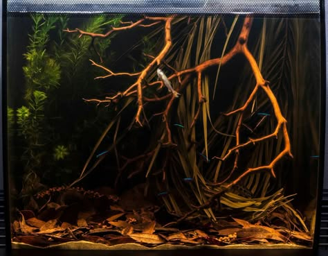 Middle Rio Negro Blackwater Fish Tank, Black Water Aquascape, Black Water Fish Tanks, Blackwater Betta Tank, Black Water Betta Tank, Blackwater Aquascape, Blackwater Tank, Turtle Tank Setup Ideas, Blackwater Aquarium