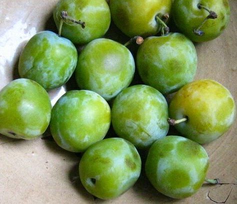 Green Plum Recipes http://beneficialfarmscsa.wordpress.com/ Professor Plum, Plum Varieties, Leaf Mulch, Prune Plum, Flax Milk, Autumn Plants, Plum Crumble, Damson Plum, Sour Plum